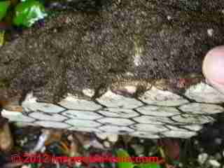 Ceramic floor tile - asbestos containing (C) D Friedman